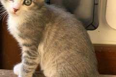 IMG-fb1622a7a9f6a7628b16ff1107b28884-V